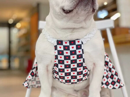 White French Bulldog wearing black checkered heart pattern dress with bow tie waist