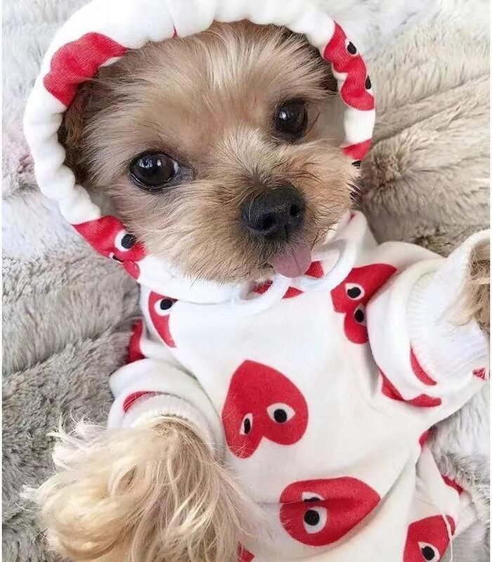 Small Yorkshire Terrier wearing white CDG heart print hoodie with hood up