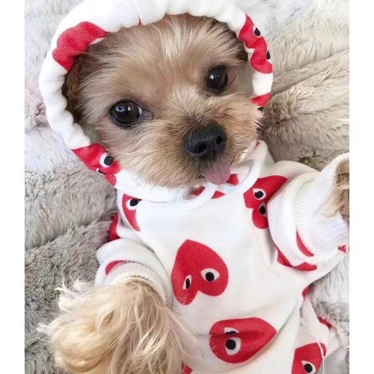 Small Yorkshire Terrier wearing white CDG heart print hoodie with hood up