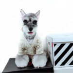 White knit dog sweater with gold Chanel-inspired monogram pattern and luxury design details