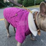 French Bulldog wearing purple V monogram sherpa jacket with Louis Vuitton style design on outdoor walk