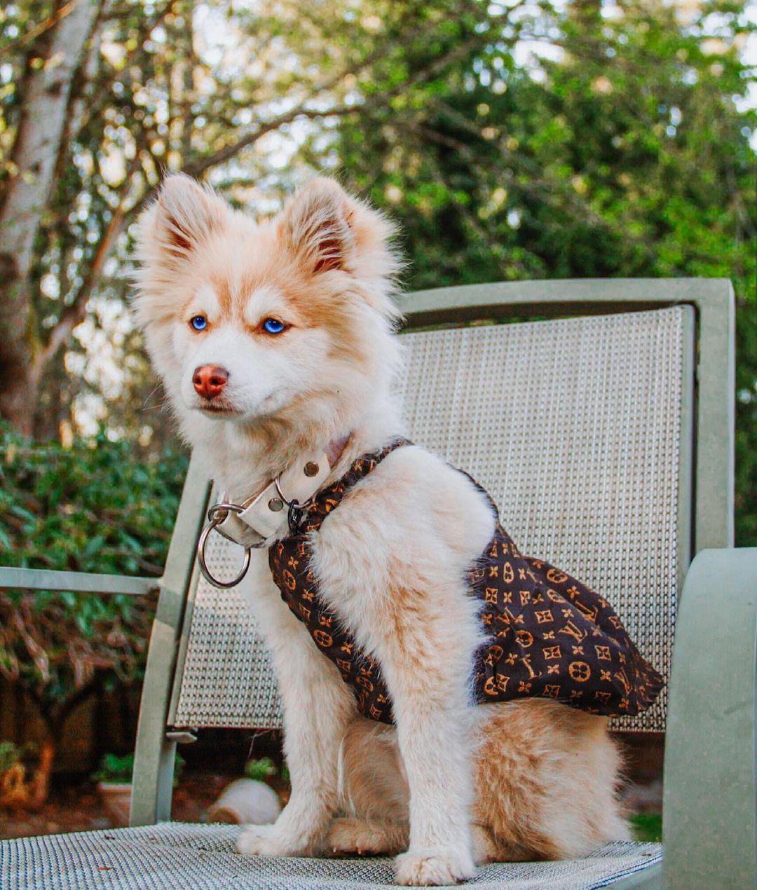 Small fluffy dog wearing brown monogram dress Louis Vuitton style outdoors