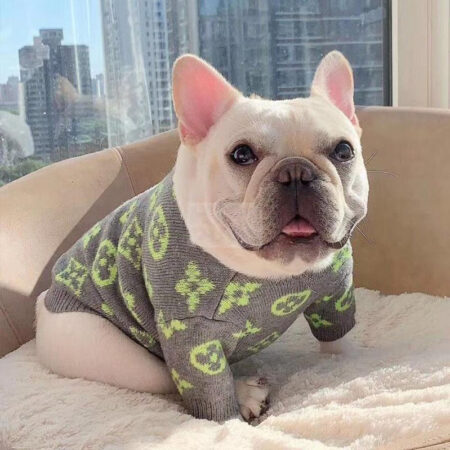 French bulldog wearing grey V monogram knit sweater Louis Vuitton style indoor setting