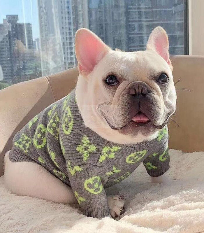 French bulldog wearing grey V monogram knit sweater Louis Vuitton style indoor setting