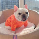 French bulldog in orange V monogram knit dog sweater Louis Vuitton inspired on chair
