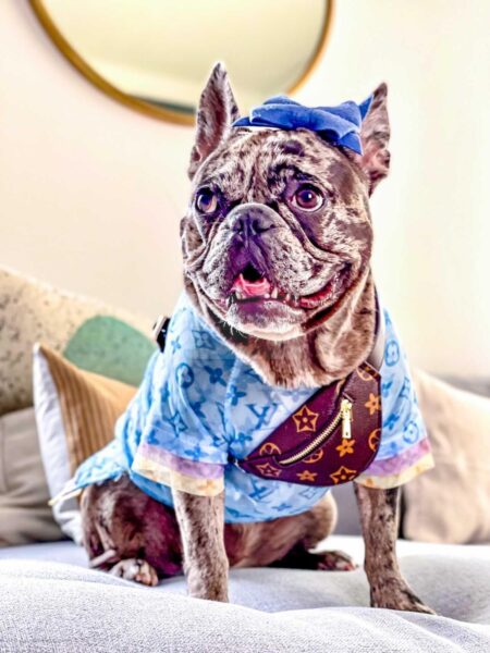 French Bulldog wearing blue monogram mesh tee with colorful sleeves and brown carrier bag