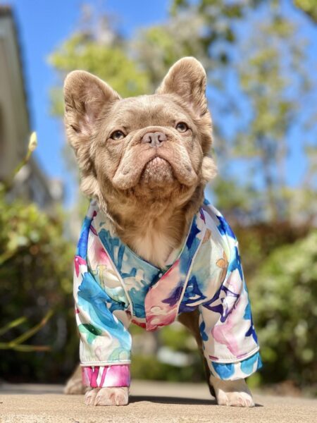 French bulldog wearing watercolor monogram shirt Louis Vuitton inspired design