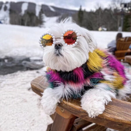 White fluffy dog wearing pearl-rimmed sunglasses with colorful fur extensions on snowy mountain