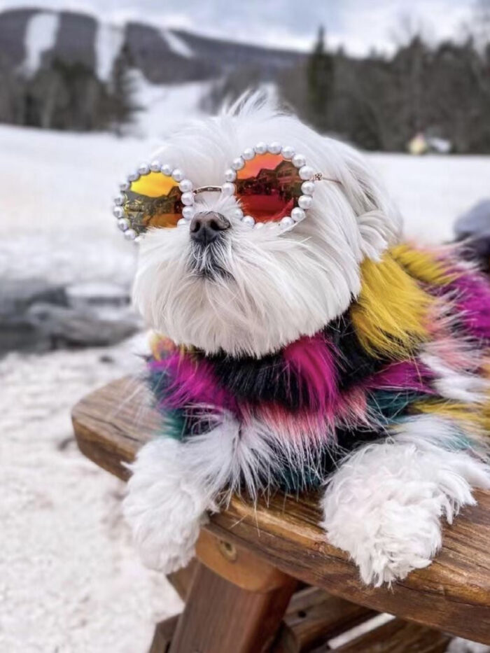 White fluffy dog wearing pearl-rimmed sunglasses with colorful fur extensions on snowy mountain