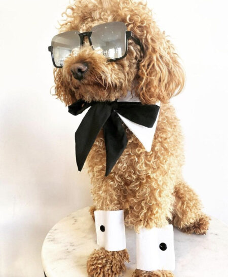 Golden poodle wearing black Chanel style sunglasses with white bow tie collar