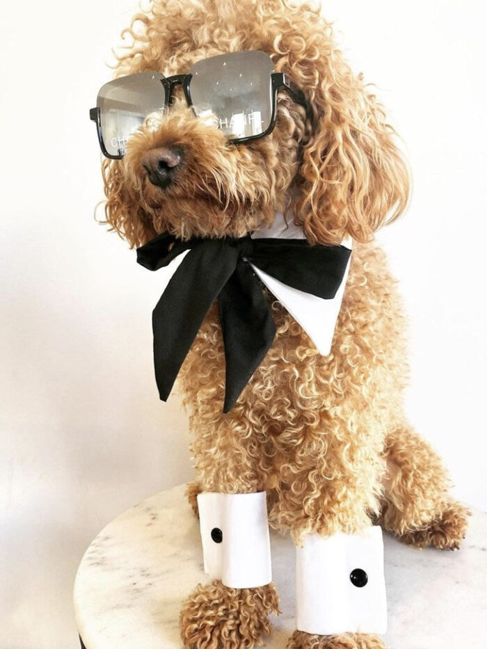 Golden poodle wearing black Chanel style sunglasses with white bow tie collar