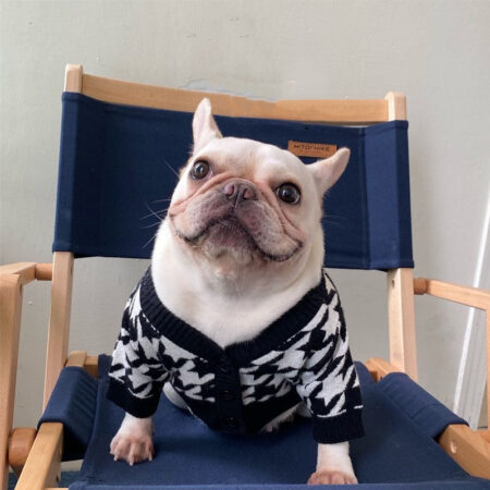 French Bulldog wearing black and white houndstooth knit sweater sitting on blue director chair