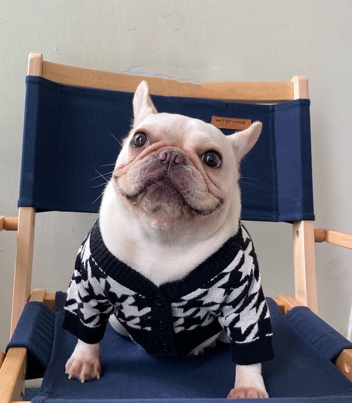 French Bulldog wearing black and white houndstooth knit sweater sitting on blue director chair