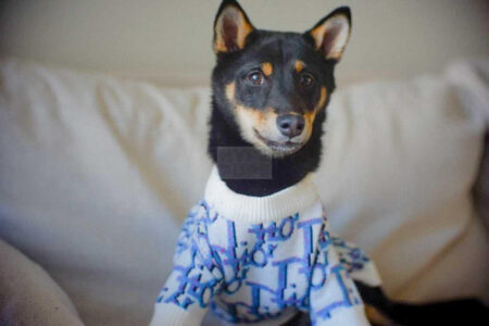 Small black and tan dog wearing blue Dogior oblique monogram sweater indoors