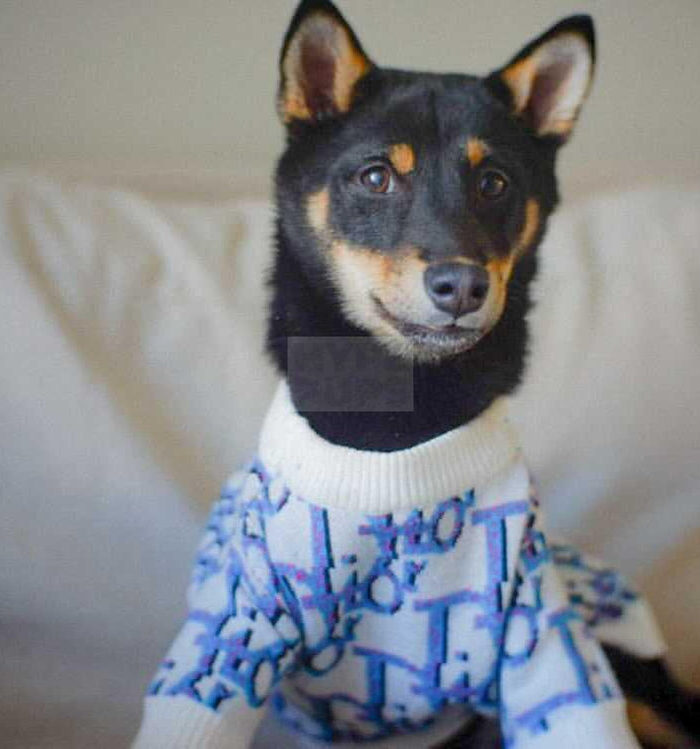 Small black and tan dog wearing blue Dogior oblique monogram sweater indoors