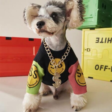 Small dog wearing gold chain necklace with dollar sign pendant and colorful smiley face sweater