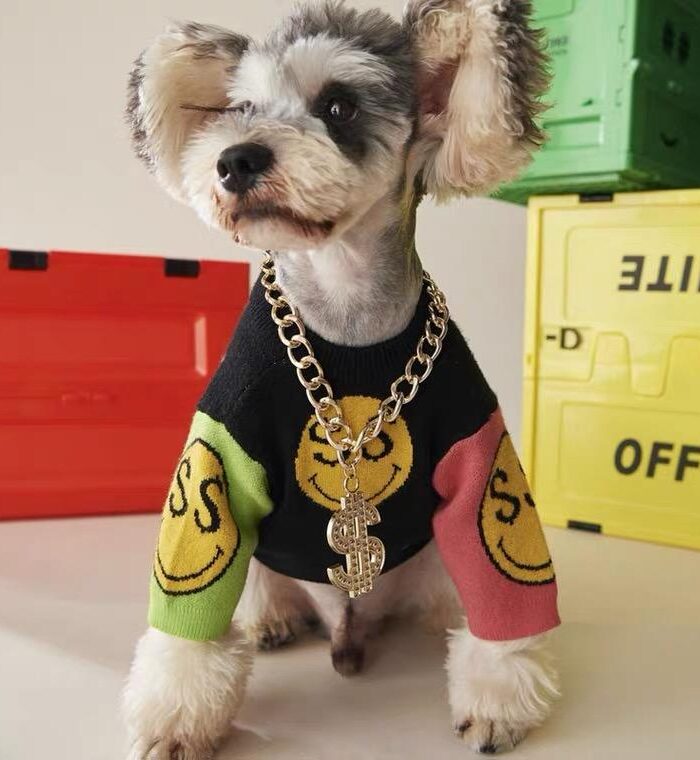 Small dog wearing gold chain necklace with dollar sign pendant and colorful smiley face sweater