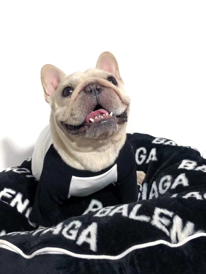 French Bulldog lying in black faux fur Balenciaga-inspired logo bed with white text pattern
