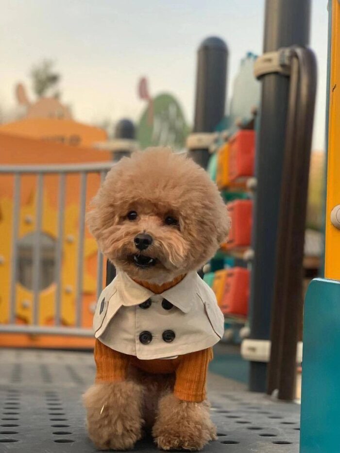 Small brown poodle wearing beige Burberry inspired cape with check lining visible