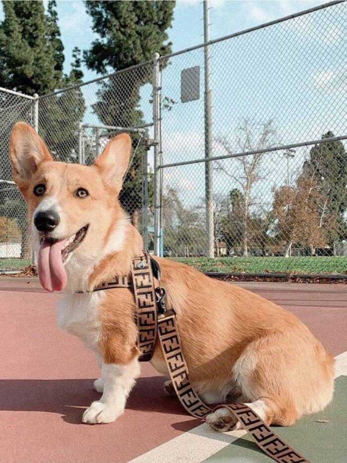 Corgi wearing brown FF monogram harness and leash Fendi inspired on basketball court