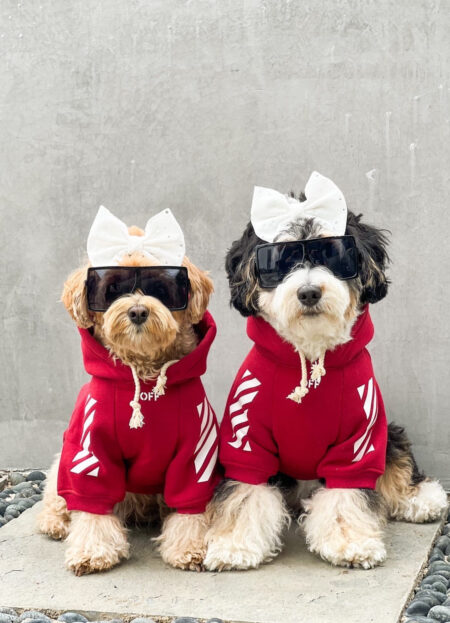 Two small dogs wearing red Off-White style hoodies with arrow graphics and white bows