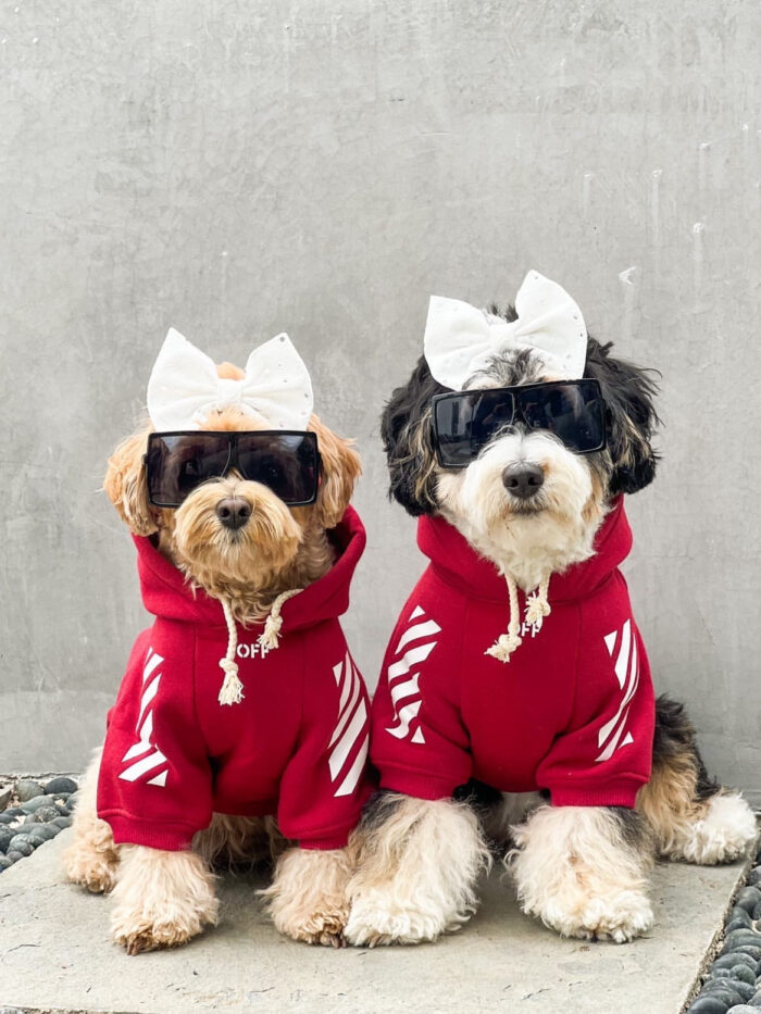 Two small dogs wearing red Off-White style hoodies with arrow graphics and white bows