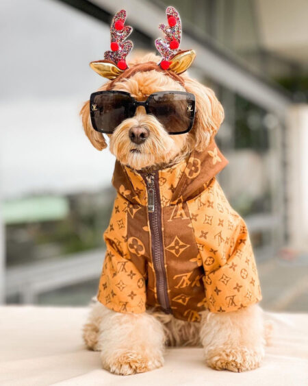 Small dog wearing brown monogram designer jacket with sunglasses and reindeer antlers Louis Vuitton style