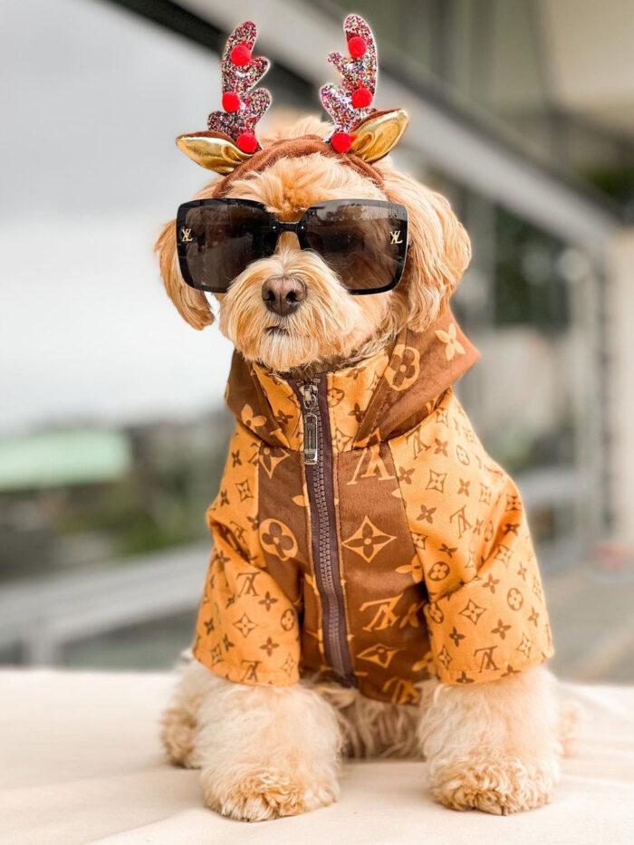 Small dog wearing brown monogram designer jacket with sunglasses and reindeer antlers Louis Vuitton style