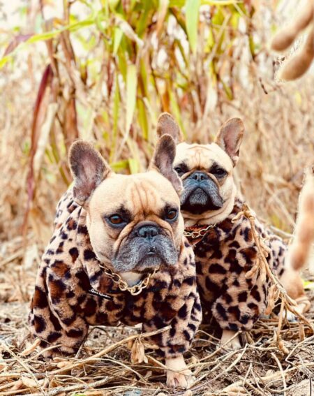 Two French bulldogs wearing leopard print faux fur jackets with gold chain collars outdoors