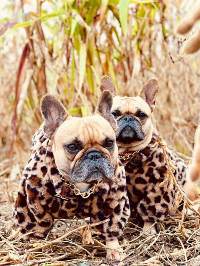 Two French bulldogs wearing leopard print faux fur jackets with gold chain collars outdoors