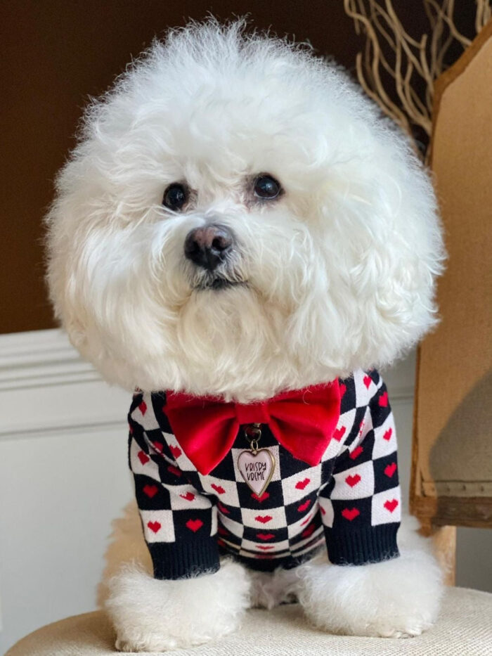 White fluffy dog wearing checkered Dogior heart sweater with red bow accessory