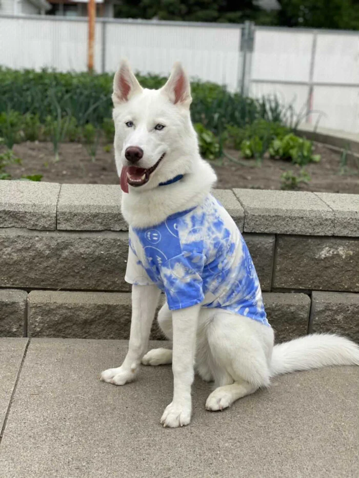 Drew Tie Dye dog tee inspired by Anti Social Social Club