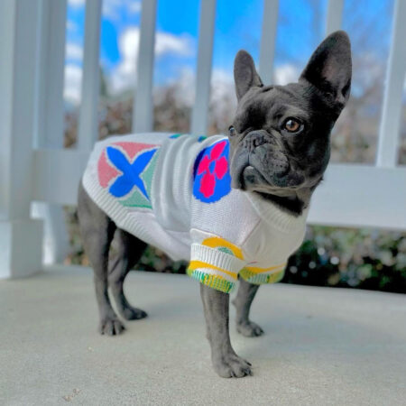 French bulldog wearing white floral monogram sweater with ribbed collar and cuffs