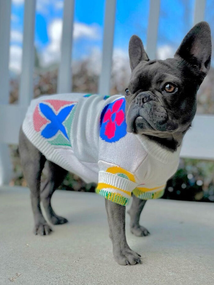 French bulldog wearing white floral monogram sweater with ribbed collar and cuffs
