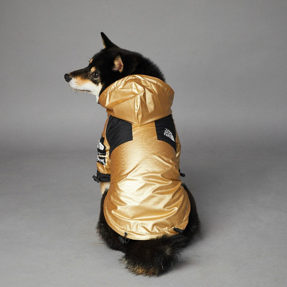 Small black and tan dog wearing gold colorblock windbreaker with hood and chest panels