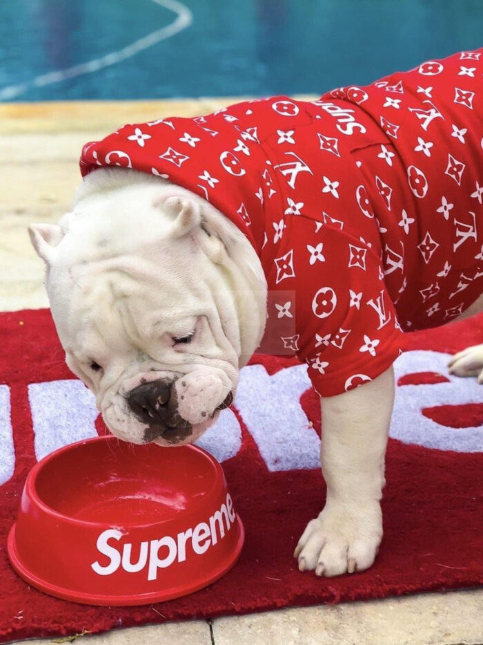 Bulldog eating from red Pupreme dog bowl with white logo on poolside mat