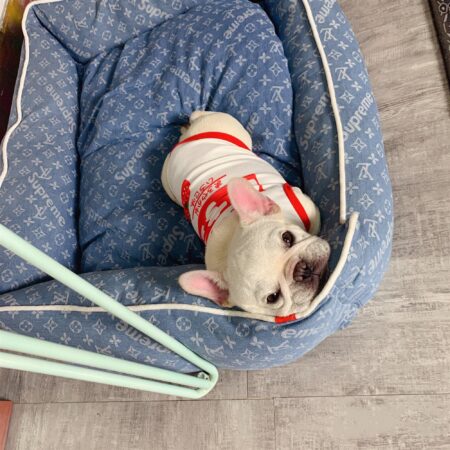 French Bulldog lying in blue designer dog bed with monogram print Supreme Louis Vuitton style