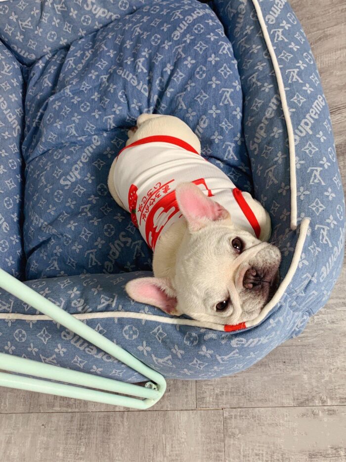 French Bulldog lying in blue designer dog bed with monogram print Supreme Louis Vuitton style