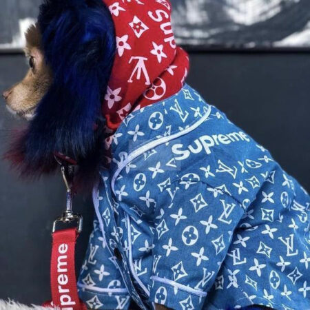 Small dog wearing blue Supreme x Louis Vuitton inspired monogram shirt with red hood