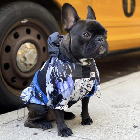 French Bulldog wearing blue mountain landscape windbreaker with hood and TDF logo