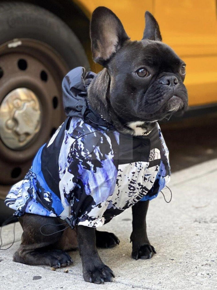 French Bulldog wearing blue mountain landscape windbreaker with hood and TDF logo