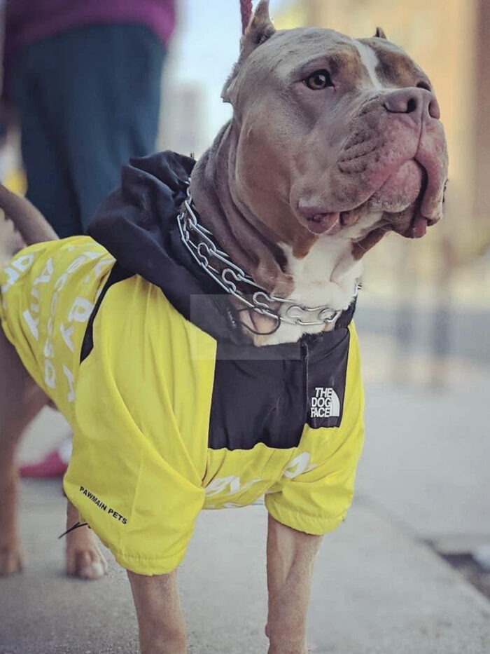 TDF By Any Treats Yellow Windbreaker Hype Pups designer dog clothes.