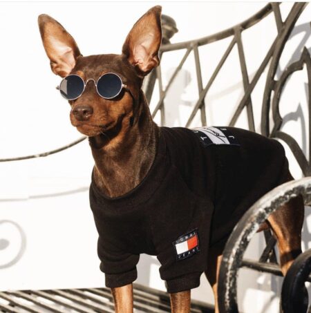 Small brown dog wearing black Tommy Paws hoodie with signature flag logo