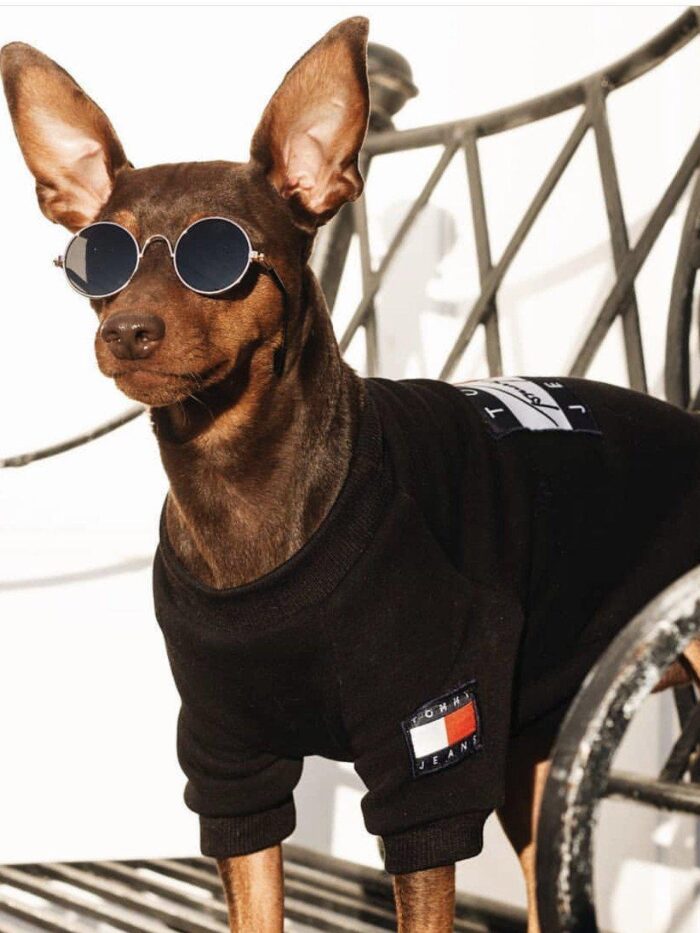 Small brown dog wearing black Tommy Paws hoodie with signature flag logo