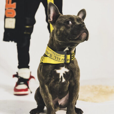 French Bulldog wearing yellow Woof-White industrial collar with text design