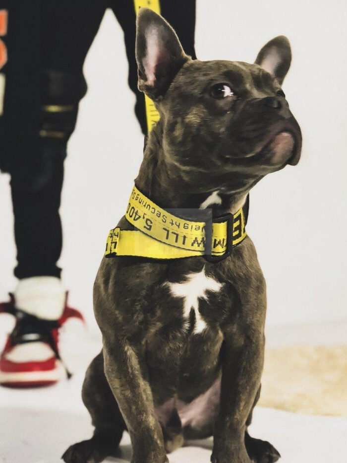 French Bulldog wearing yellow Woof-White industrial collar with text design