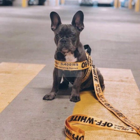 French bulldog wearing yellow Woof-White harness with industrial tape design on concrete floor