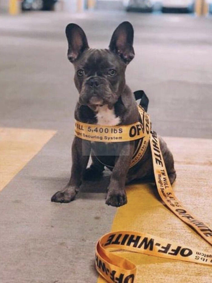 French bulldog wearing yellow Woof-White harness with industrial tape design on concrete floor