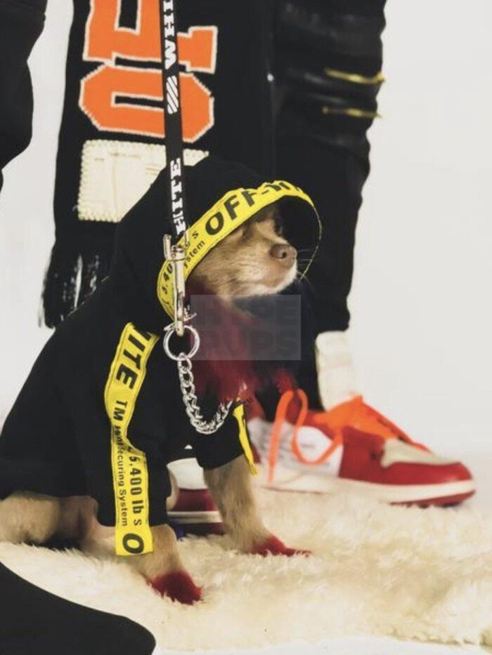 Small dog wearing black Woof-White hoodie with yellow straps and chain details