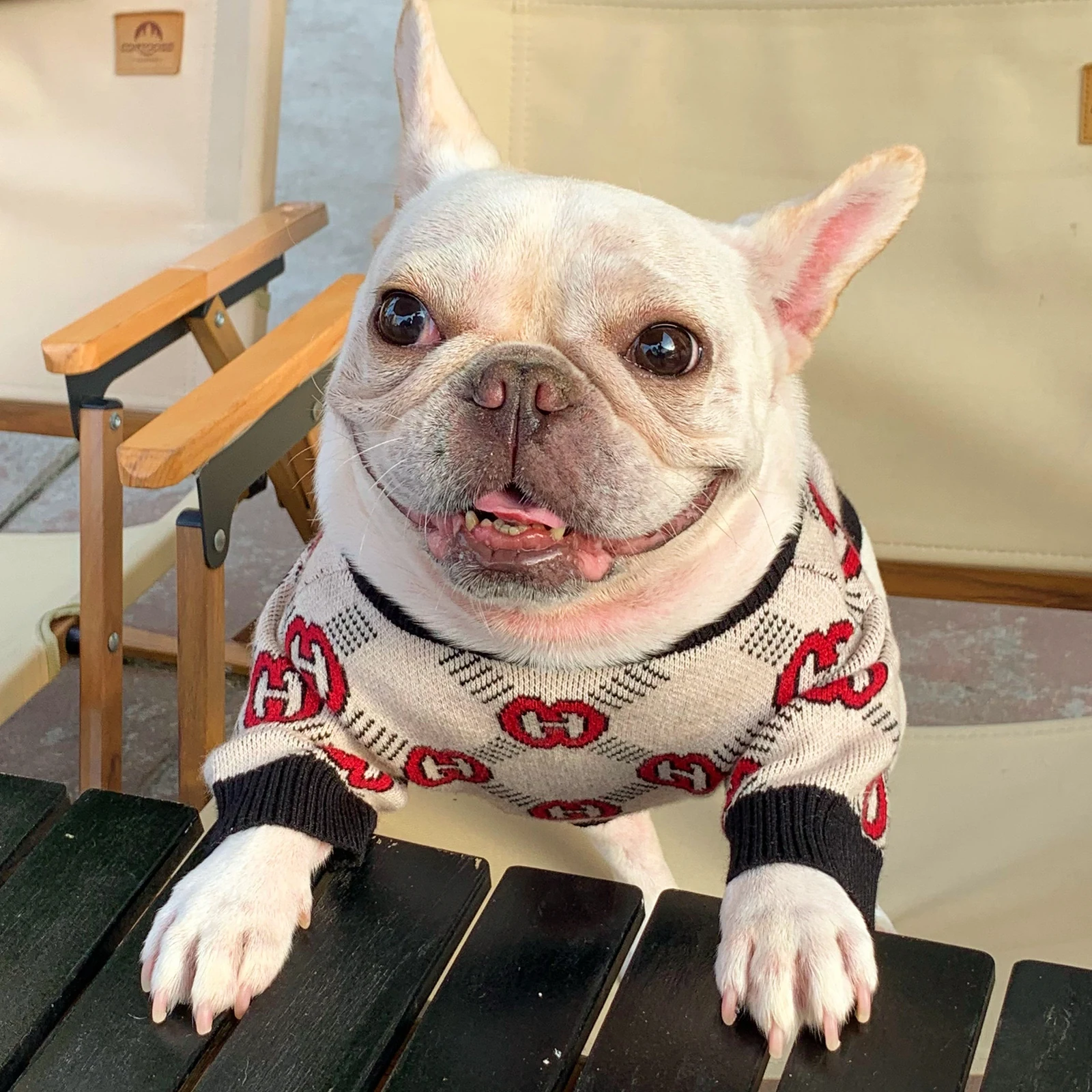 Pawcci Cream Monogram Sweater on a dog